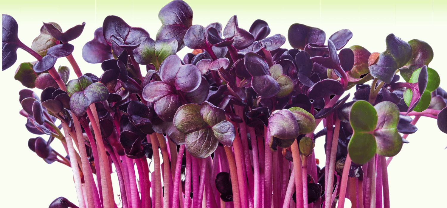 purple sprouts